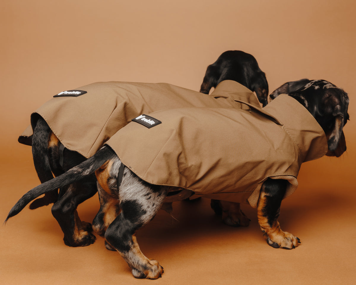 Dachshund Raincoat Chocolate