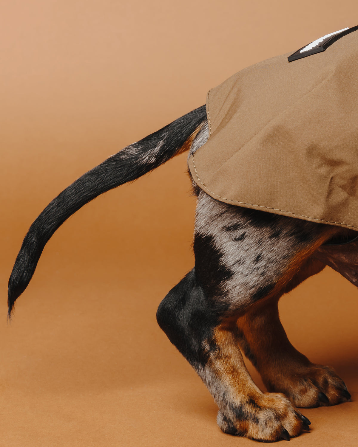 Dachshund Raincoat Chocolate