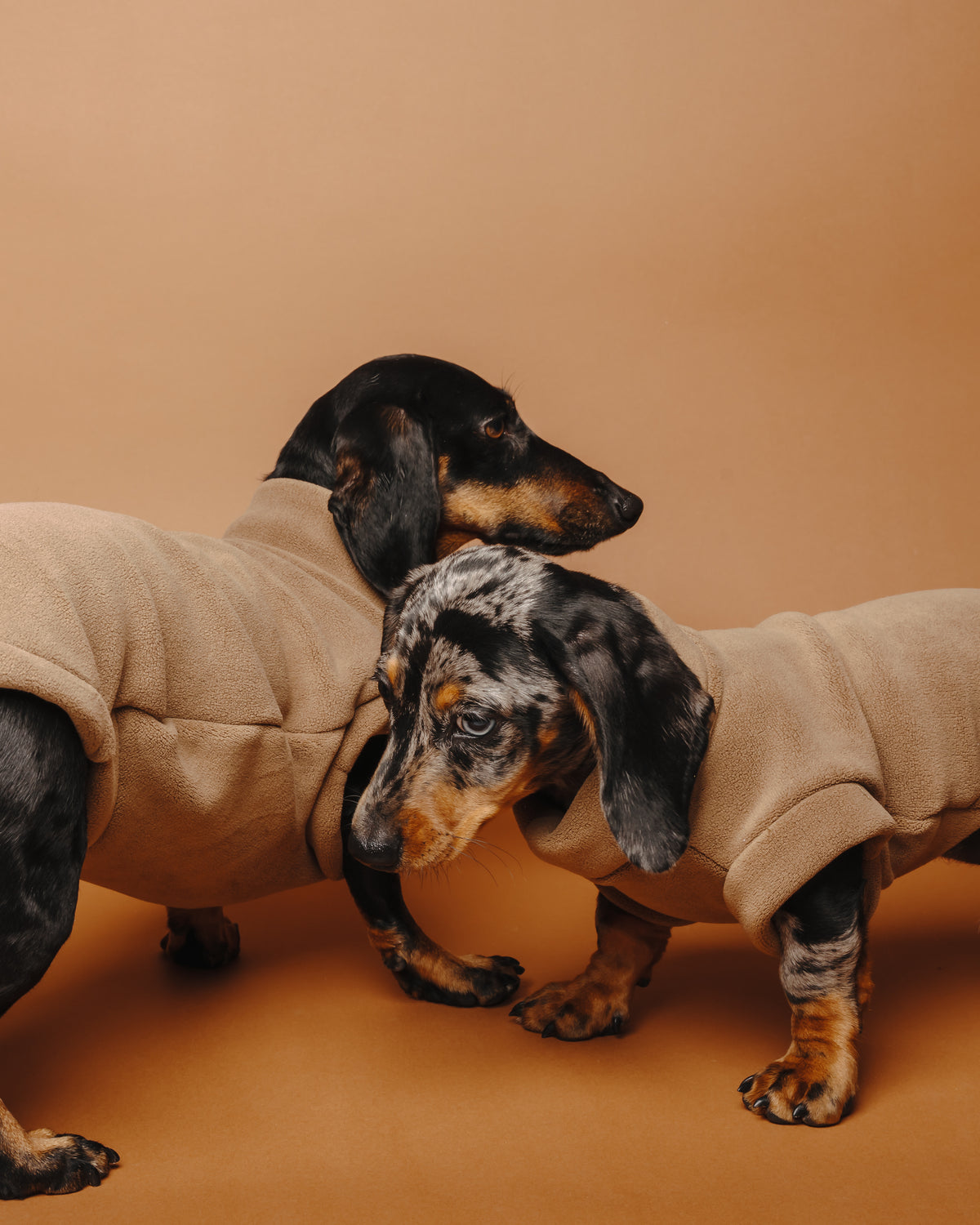 Dachshund Fleece Chocolate