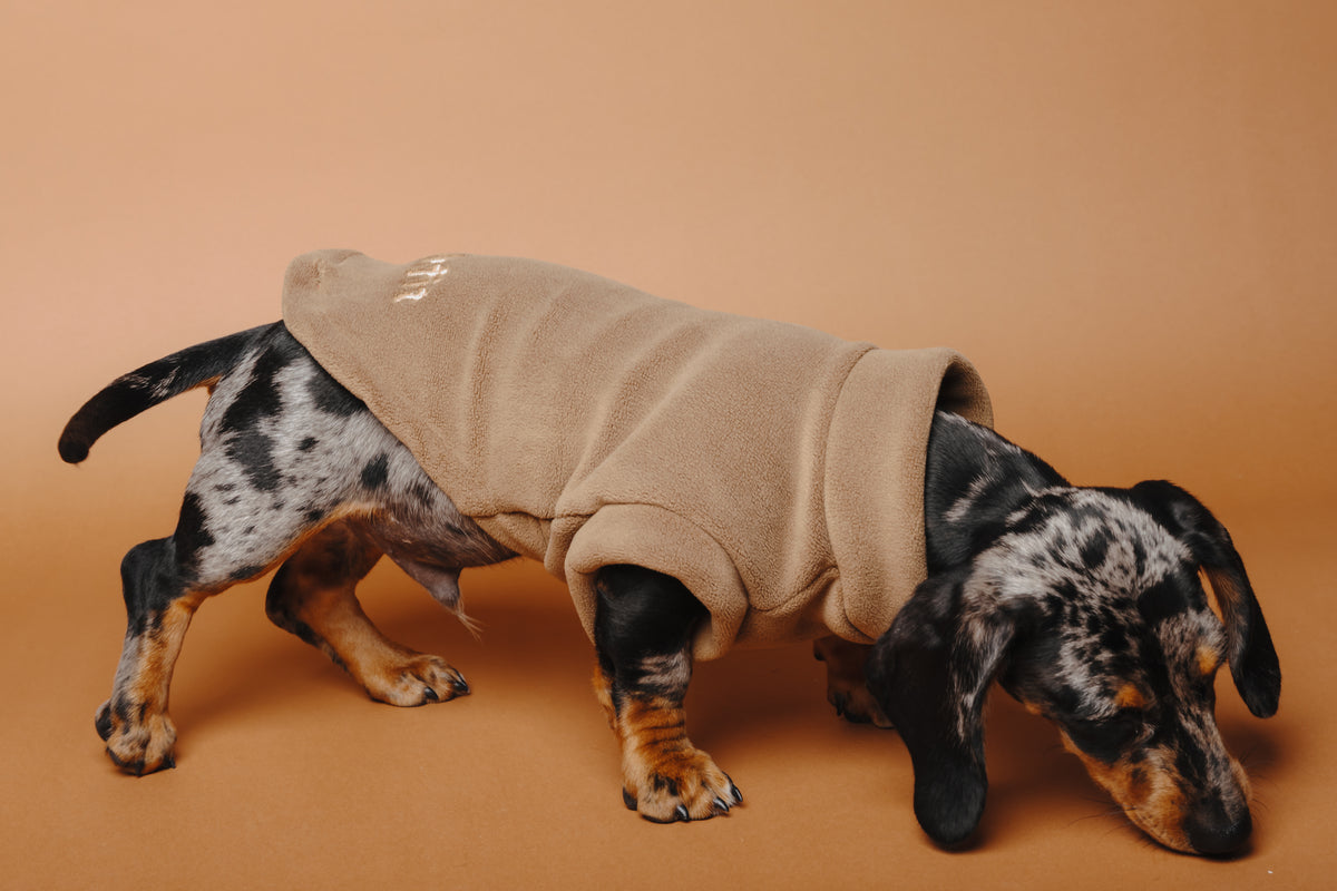 Dachshund Fleece Chocolate