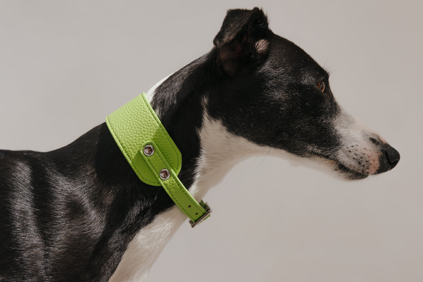 Matcha Collar and Lead
