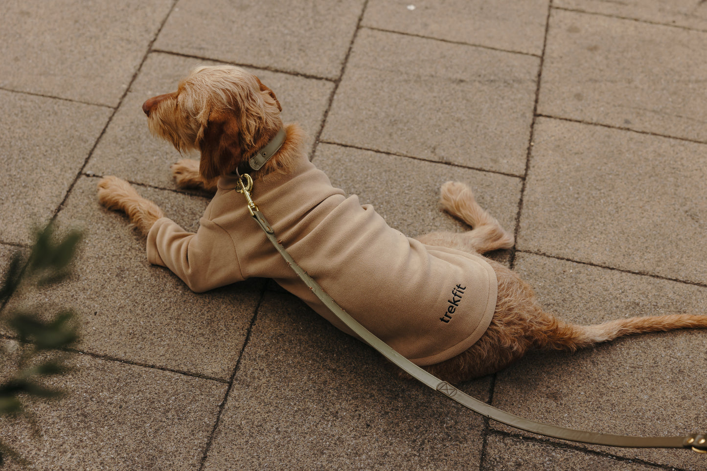 2 Leg Dog Fleece Latte