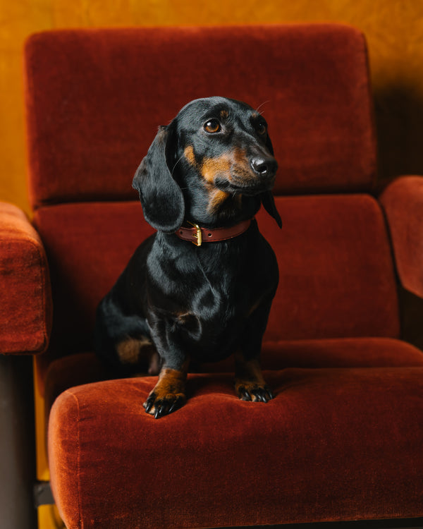 Two Tone Cinnamon Spice Collar