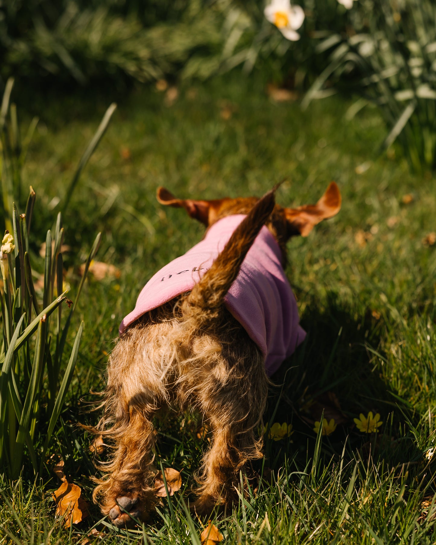Dachshund Fleece Hibiscus